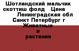 Шотландский мальчик скоттиш фолд › Цена ­ 10 000 - Ленинградская обл., Санкт-Петербург г. Животные и растения » Кошки   